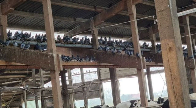 Die Schädlingsbekämpfer Lauch & Jahn GbR