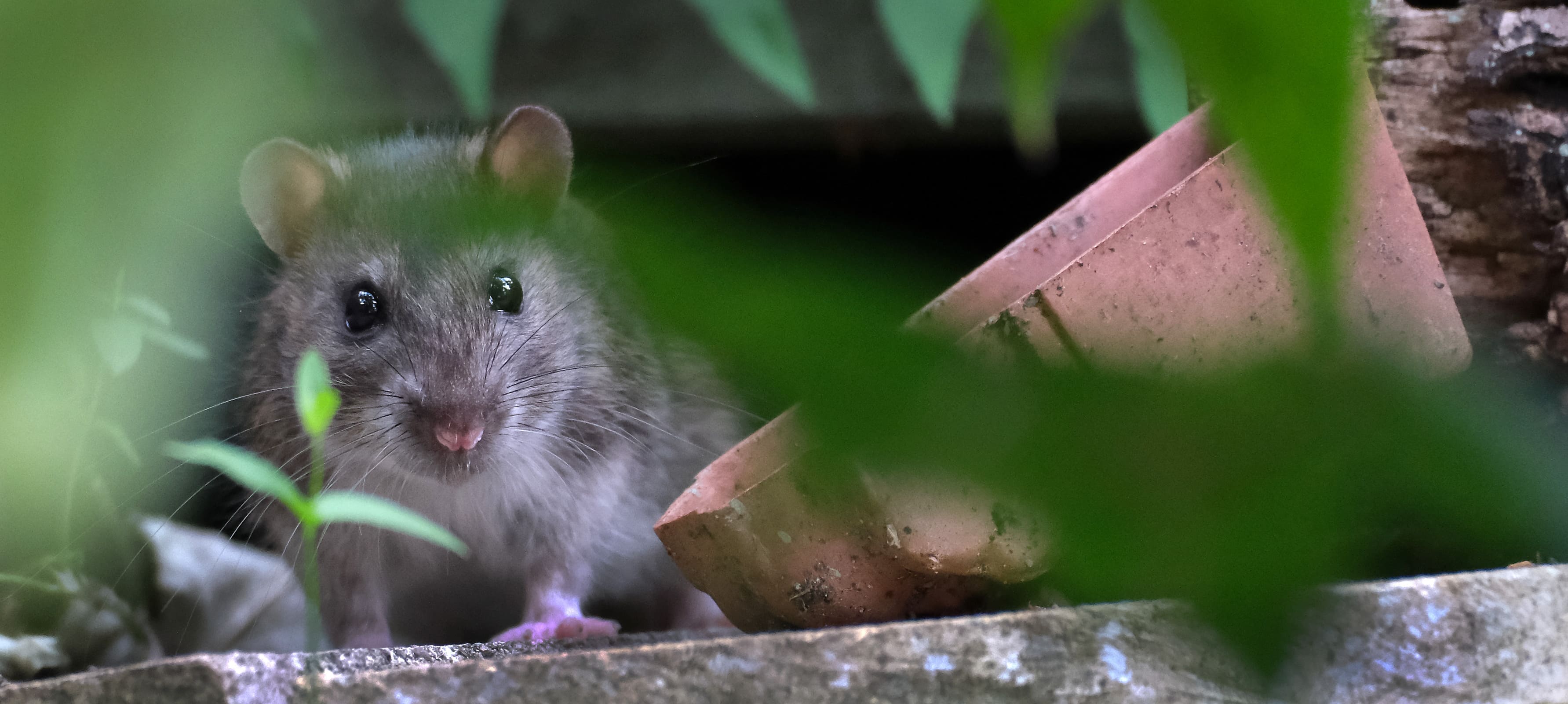 Eine Ratte versteckt sich in einem Garten hinter einem Blumentopf – ein typisches Zeichen für Rattenbefall, den Lauch & Jahn GbR im Rahmen der professionellen Schädlingsbekämpfung in Husum und Umgebung bekämpfen. 