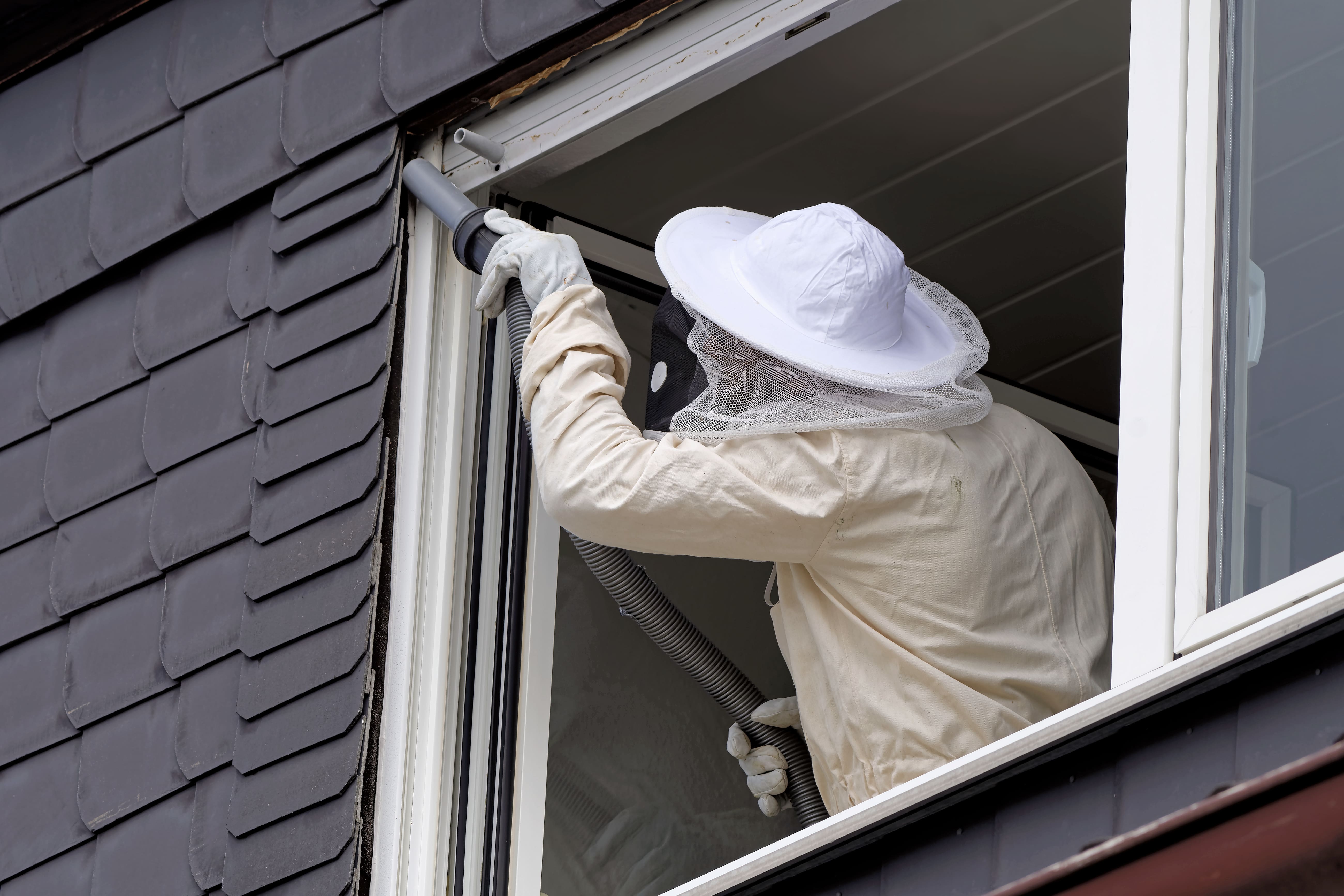 Lauch & Jahn führt Schädlingsbekämpfung in Heide an einem Fenster durch.