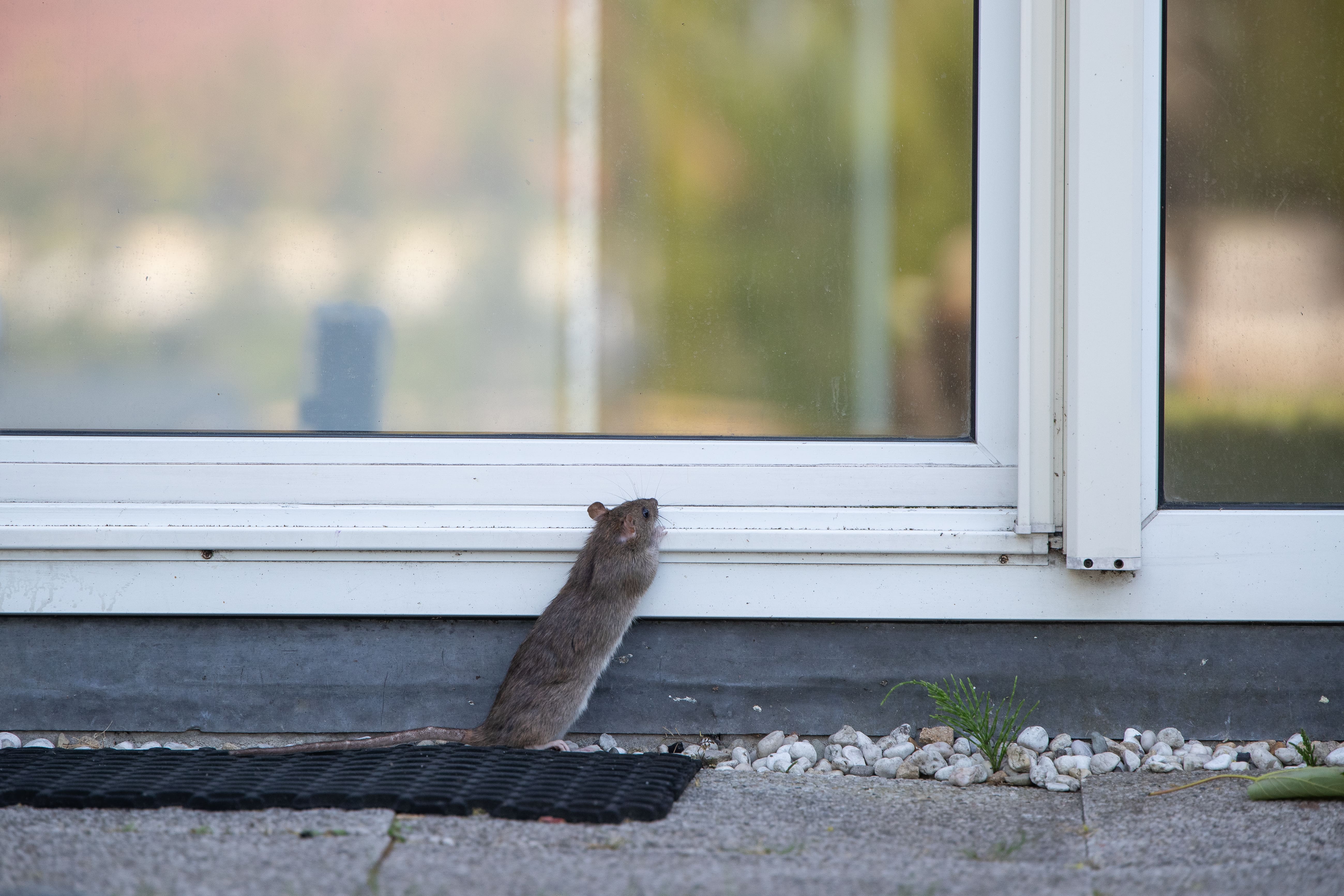 Schädlingsbekämpfung Schleswig: Wanderratte vor Haustür
