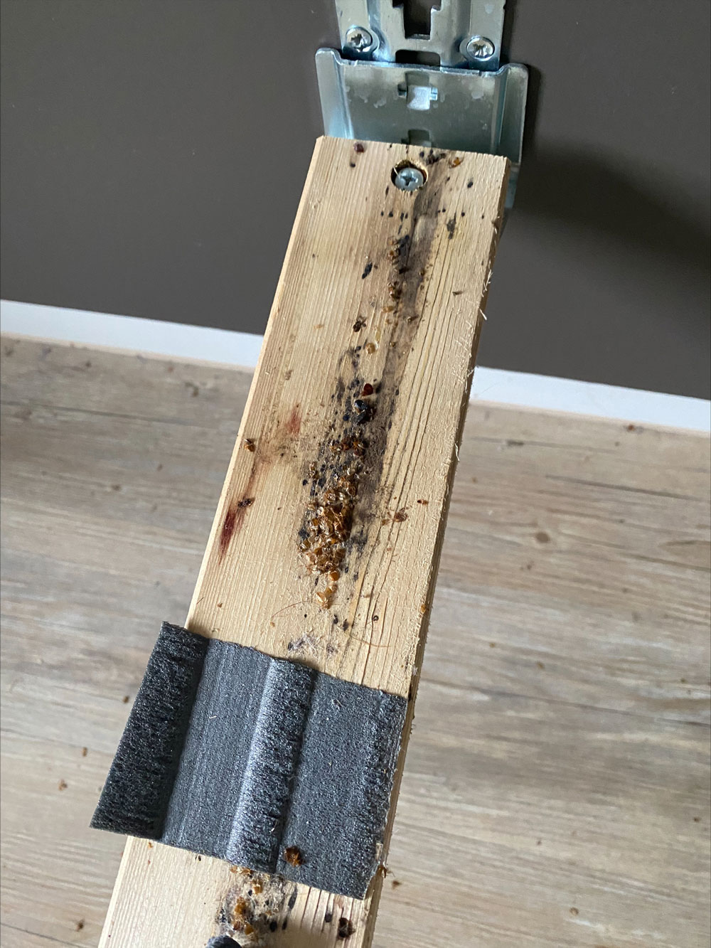 Die Schädlingsbekämpfer Lauch & Jahn GbR